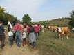 Őszi séta: Kellemes meglepetés: a tehenek várnak minket